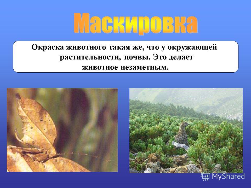 Покровительственная окраска примеры таблица - TouristMaps.ru