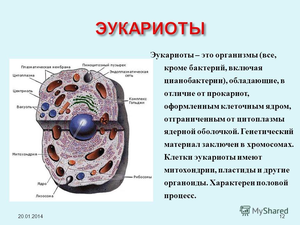 Презентация к уроку биологии в 9 классе по теме "Различия в строении клеток эука