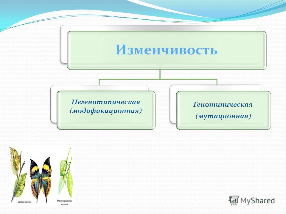 Мутационная изменчивость не связана с изменением генотипа Мутационная изменчивость не связана с изменением генотипа