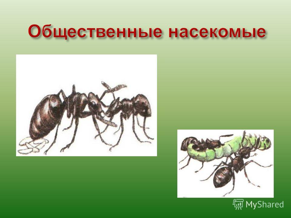 Укажите три примера общественных насекомых Презентация на тему: "Начинается урок, Он пойдет ребятам впрок, Постарайтесь все