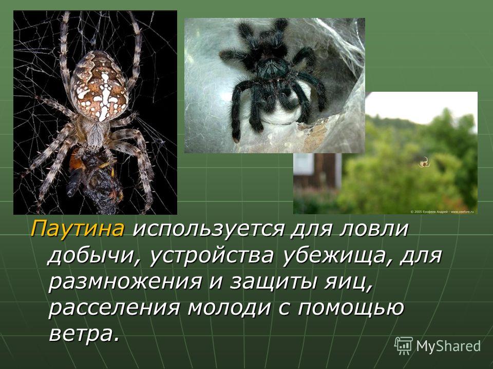 паутина для ловли паутина для ловли