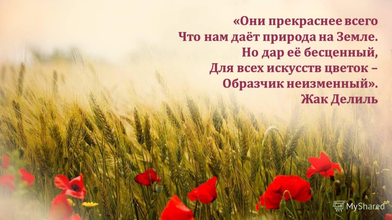 Двудольный цветок Двудольный цветок