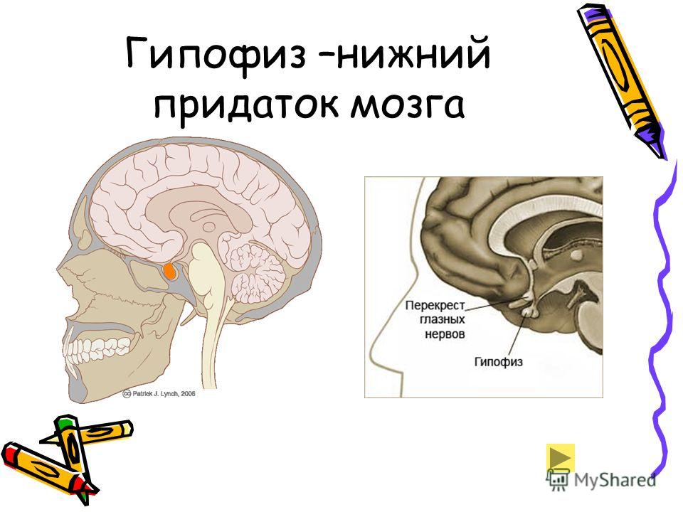 Болезни связанные с железами Болезни связанные с железами