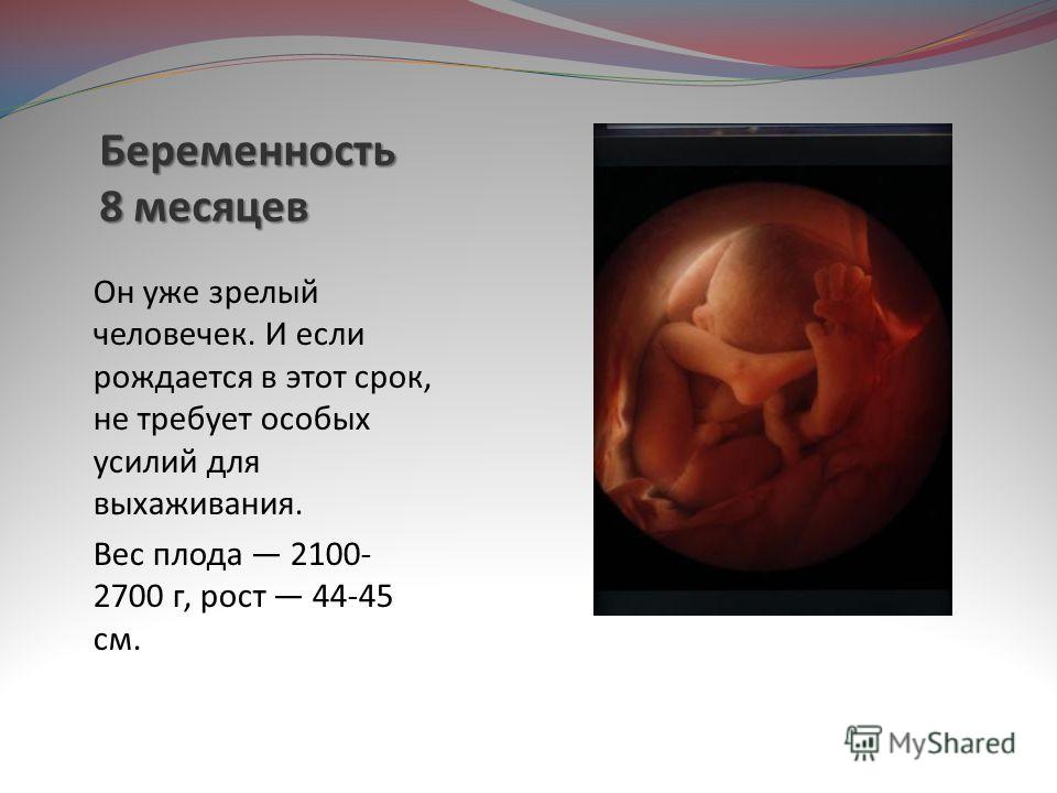 Беременность 8 месяцев его развитие Беременность 8 месяцев его развитие