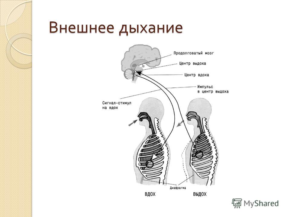 Внешнее Дыхание
