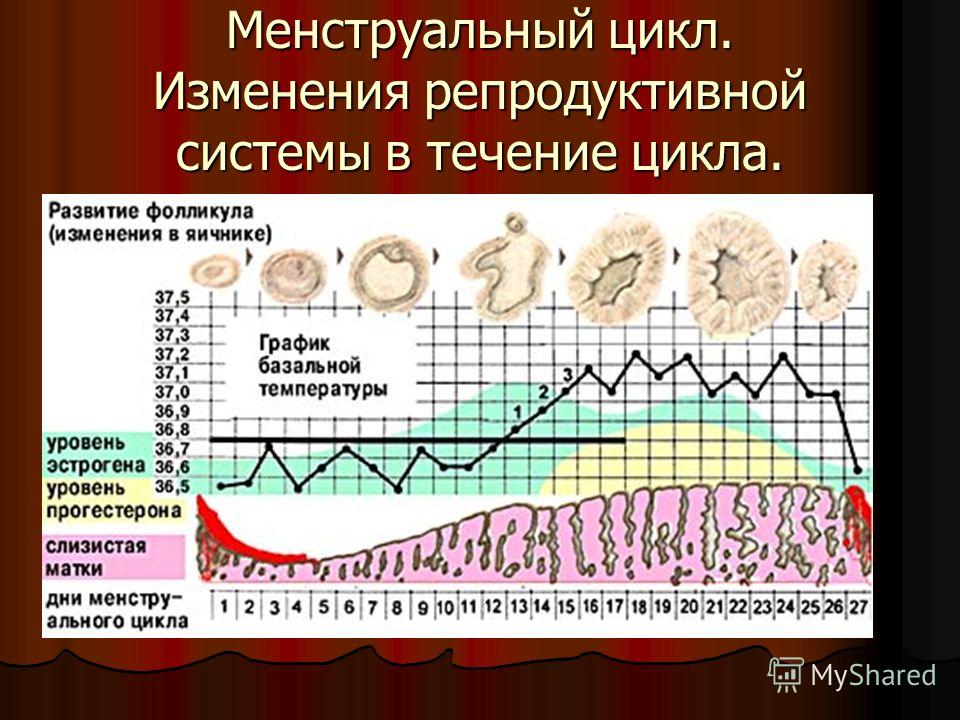 Сколько должна быть базальная температура днем Сколько должна быть базальная температура днем