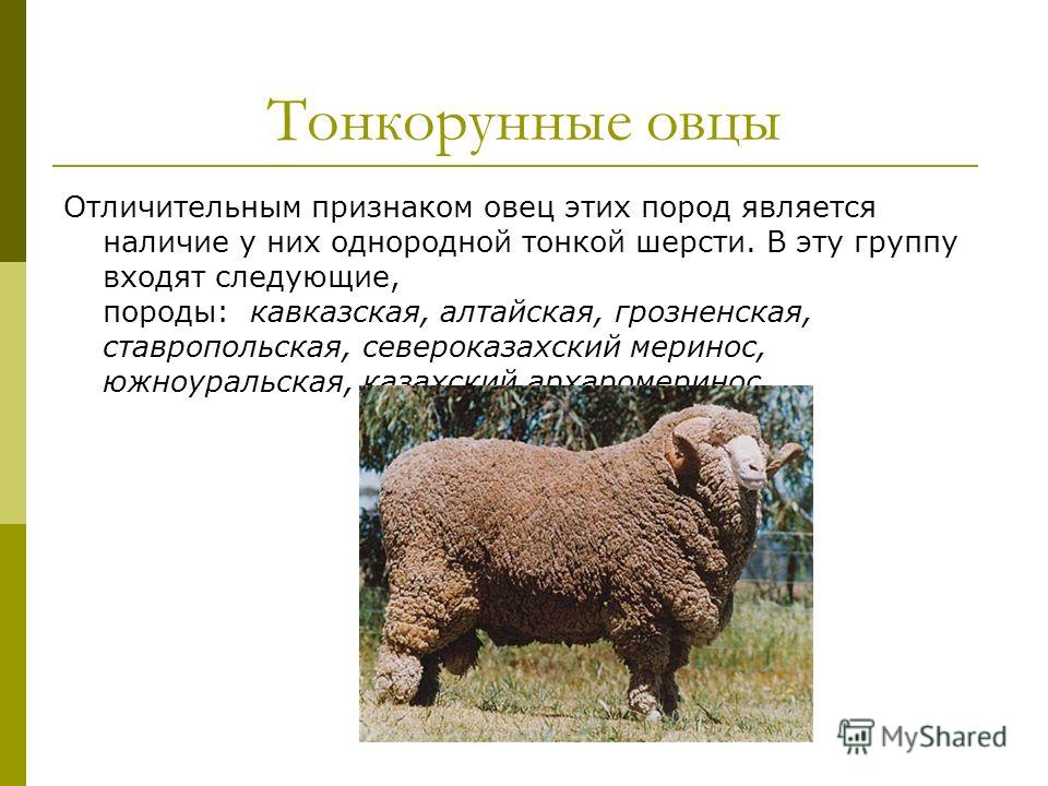 Тонкорунные овцы Отличительным признаком овец этих пород является наличие у них однородной тонкой шерсти. В эту группу входят следующие, породы: кавказская, алтайская, грозненская, ставропольская, североказахский меринос, южноуральская, казахский арх