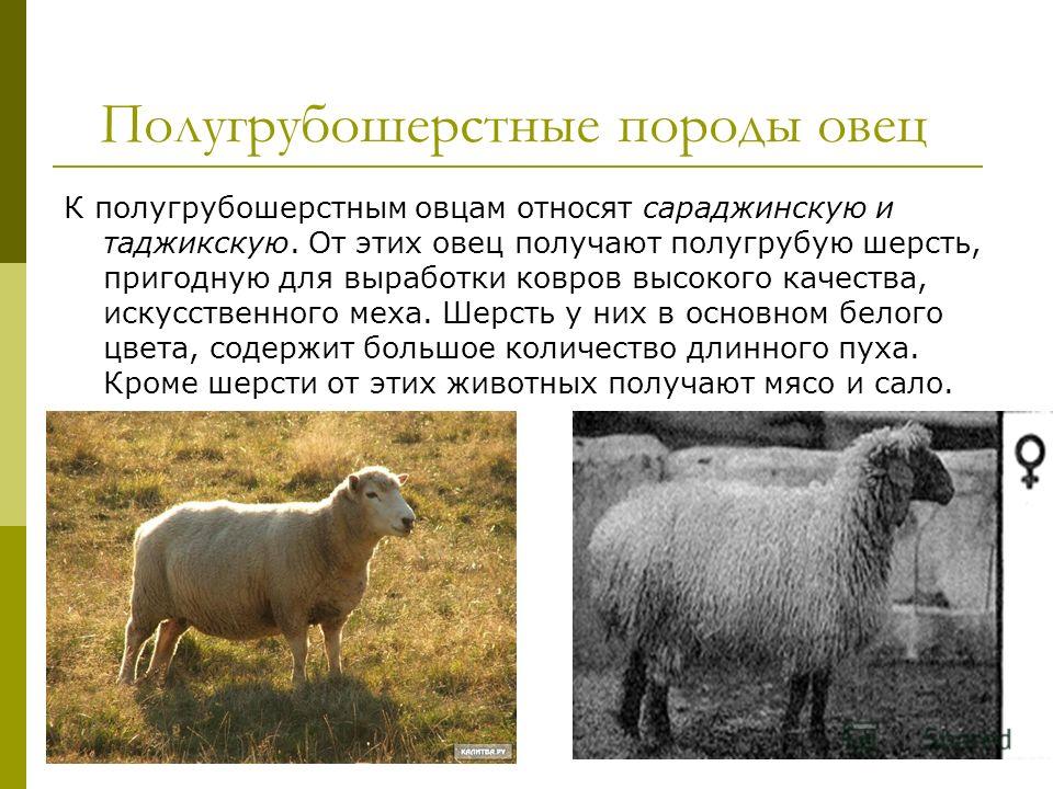 Полугрубошерстные породы овец К полугрубошерстным овцам относят сараджинскую и таджикскую. От этих овец получают полугрубую шерсть, пригодную для выработки ковров высокого качества, искусственного меха. Шерсть у них в основном белого цвета, содержит 