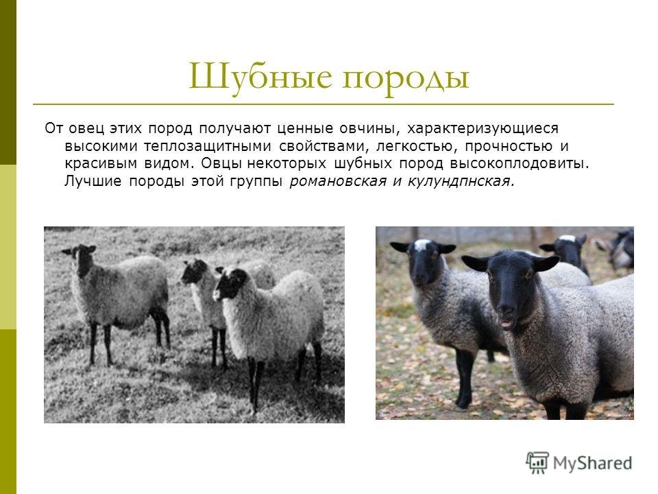 Шубные породы От овец этих пород получают ценные овчины, характеризующиеся высокими теплозащитными свойствами, легкостью, прочностью и красивым видом. Овцы некоторых шубных пород высокоплодовиты. Лучшие породы этой группы романовская и кулундпнская.