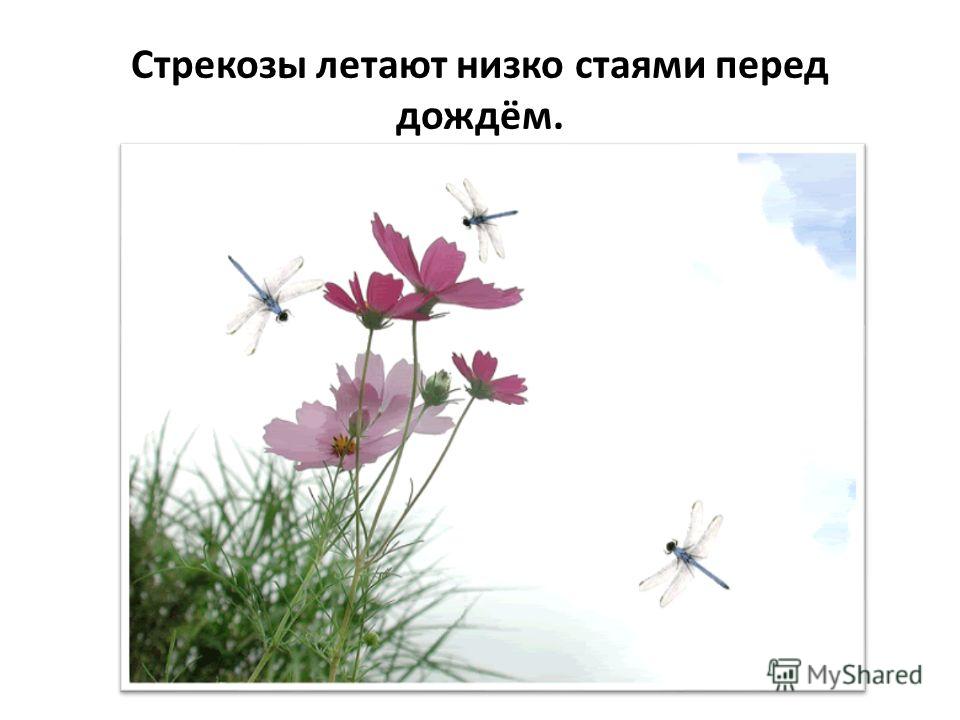 Примета паук днём Примета паук днём