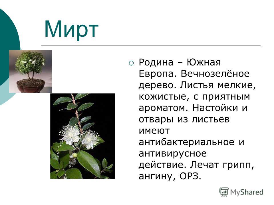 Как жевать каланхоэ Как жевать каланхоэ