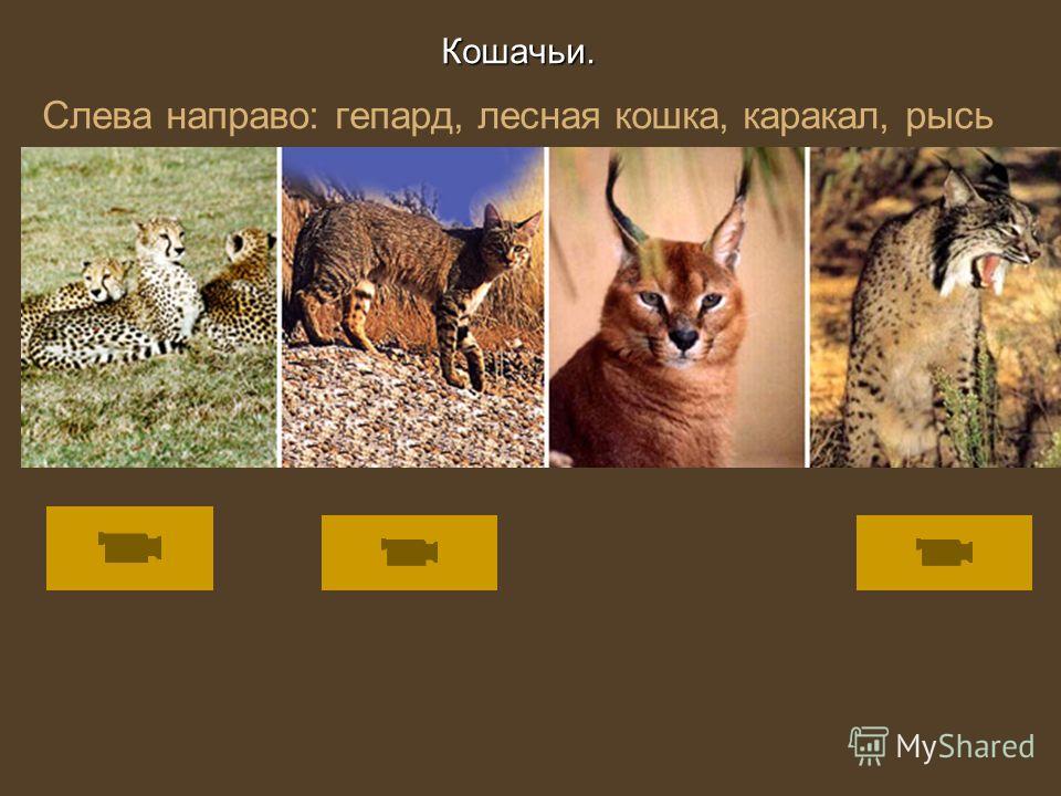 Кошачьи. Кошачьи. Слева направо: гепард, лесная кошка, каракал, рысь