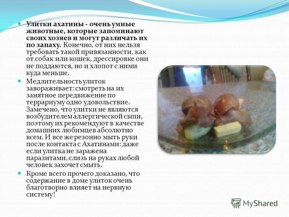 Проект про улитку ахатину