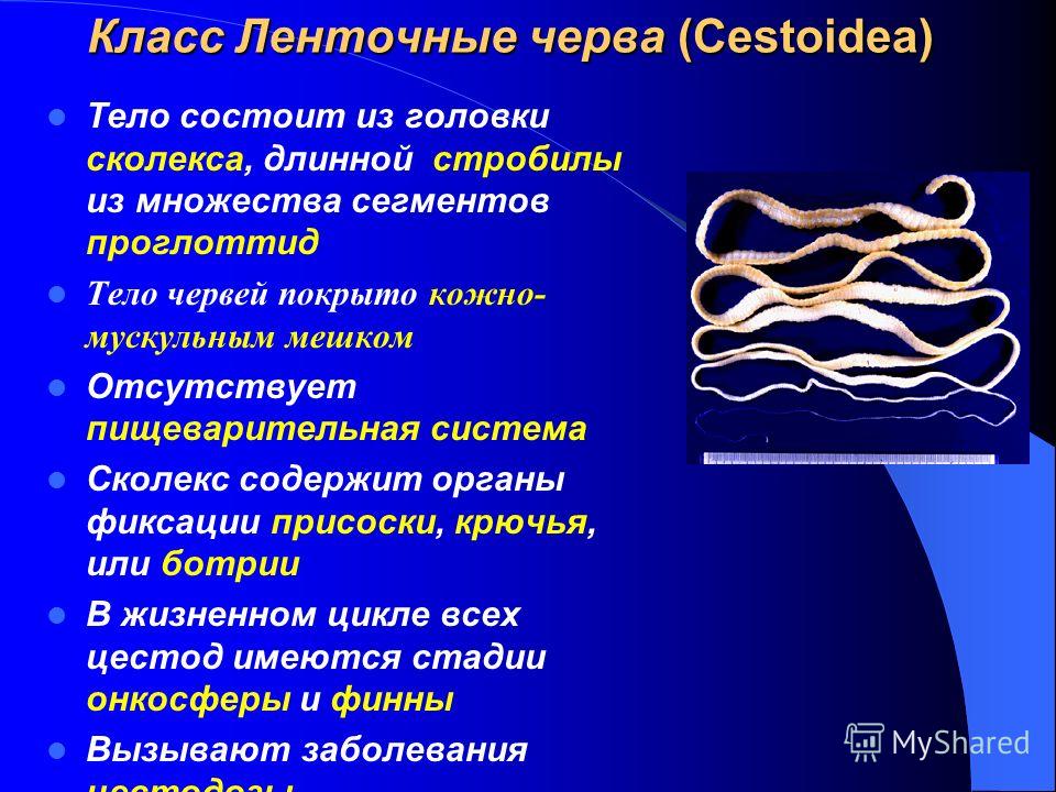 Класс Ленточные черва (Cestoidea) Тело состоит из головки сколекса, длинной стробилы из множества сегментов проглоттид Тело червей покрыто кожно- мускульным мешком Отсутствует пищеварительная система Сколекс содержит органы фиксации присоски, крючья,