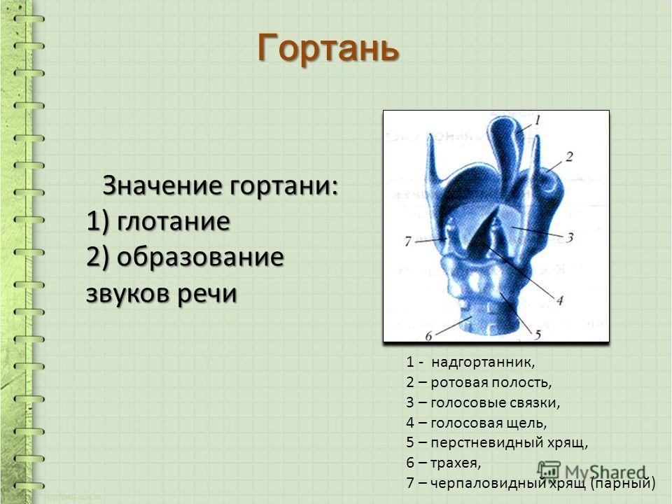 Расположение строение значение гортани Презентация на тему: "Тема урока Органы дыхательной системы. Голосообразование. 