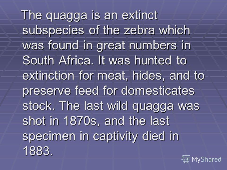 The quagga is an extinct subspecies of the zebra which was found in great numbers in South Africa. It was hunted to extinction for meat, hides, and to preserve feed for domesticates stock. The last wild quagga was shot in 1870s, and the last specimen