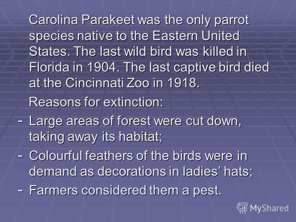 Carolina Parakeet was the only parrot species native to the Eastern United States. The last wild bird was killed in Florida in 1904. The last captive bird died at the Cincinnati Zoo in 1918. Carolina Parakeet was the only parrot species native to the