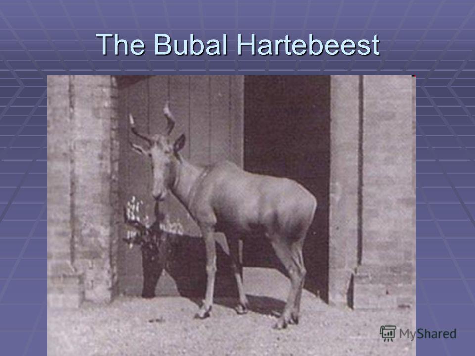 The Bubal Hartebeest