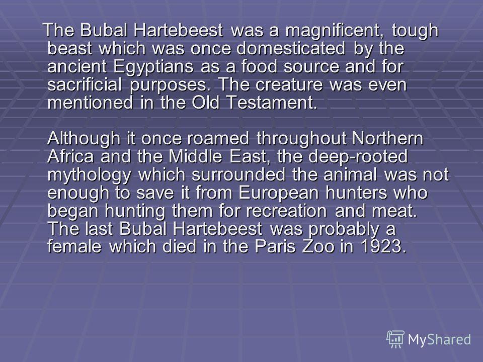 The Bubal Hartebeest was a magnificent, tough beast which was once domesticated by the ancient Egyptians as a food source and for sacrificial purposes. The creature was even mentioned in the Old Testament. Although it once roamed throughout Northern 