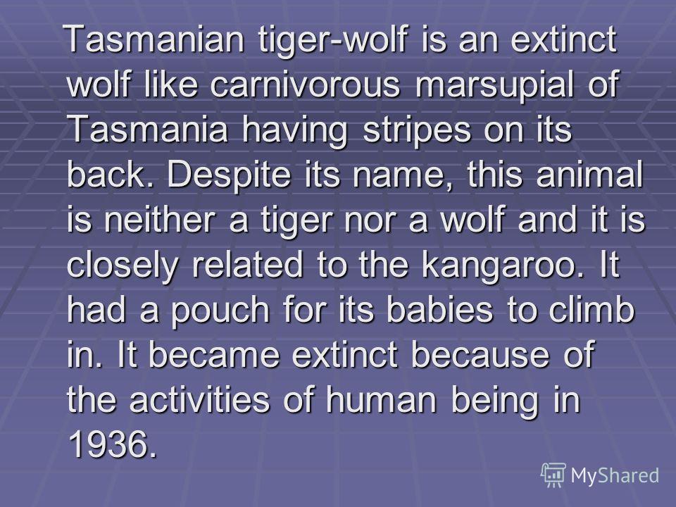 Tasmanian tiger-wolf is an extinct wolf like carnivorous marsupial of Tasmania having stripes on its back. Despite its name, this animal is neither a tiger nor a wolf and it is closely related to the kangaroo. It had a pouch for its babies to climb i