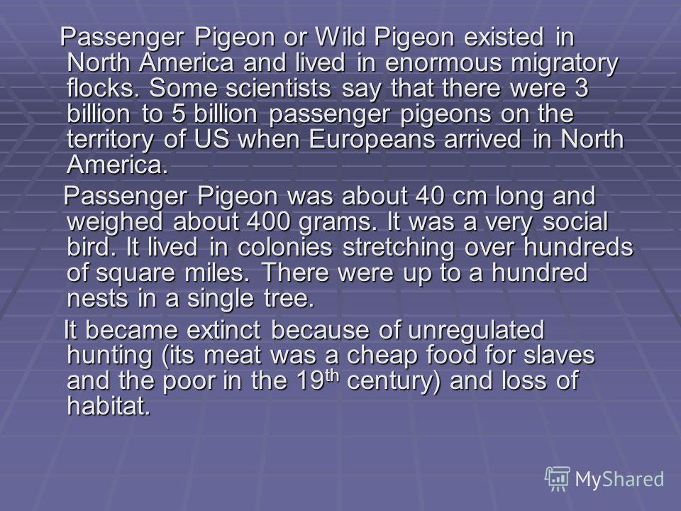 Passenger Pigeon or Wild Pigeon existed in North America and lived in enormous migratory flocks. Some scientists say that there were 3 billion to 5 billion passenger pigeons on the territory of US when Europeans arrived in North America. Passenger Pi