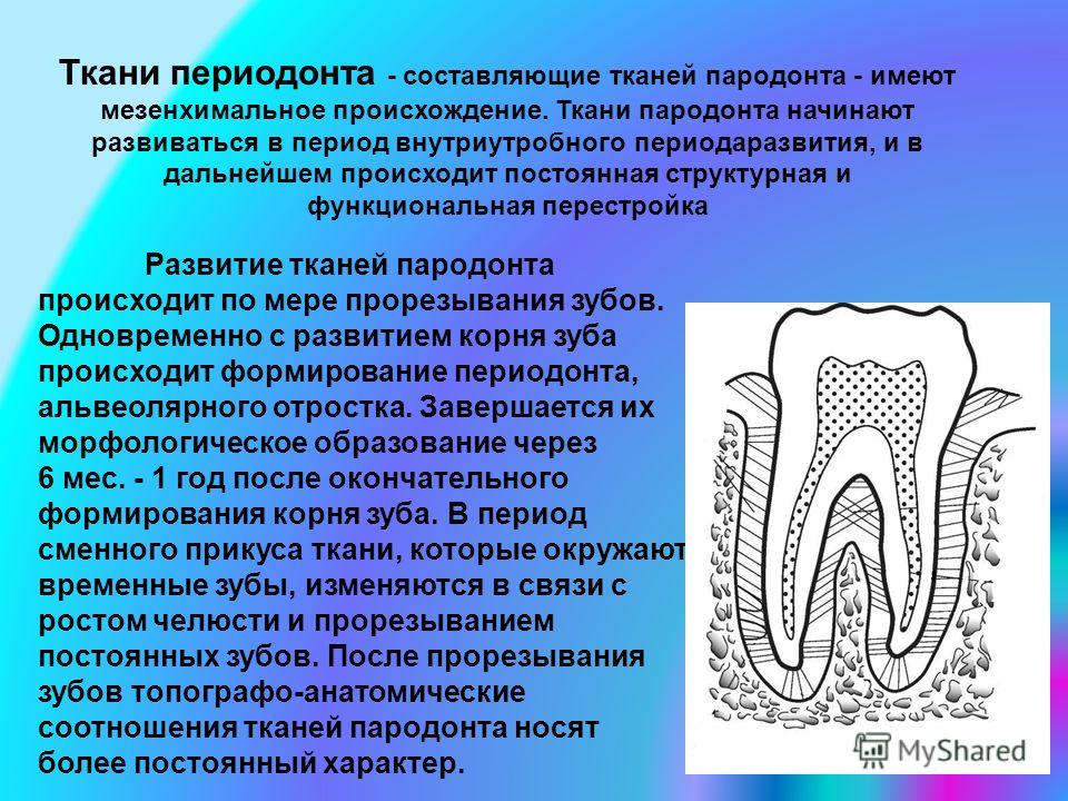 Анатомо топографическая характеристика групп зубов Анатомо топографическая характеристика групп зубов