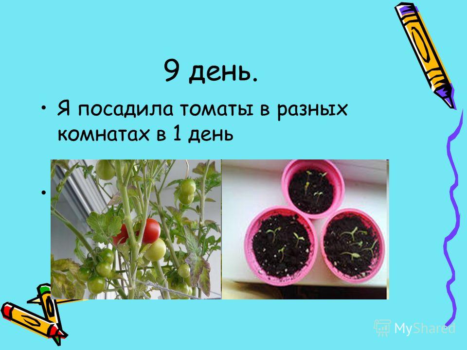 9 день. Я посадила томаты в разных комнатах в 1 день