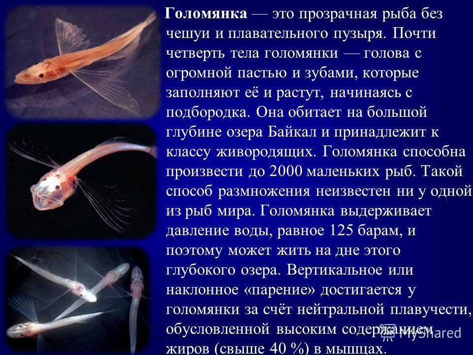 Голомянка это прозрачная рыба без чешуи и плавательного пузыря. Почти четверть тела голомянки голова с огромной пастью и зубами, которые заполняют её и растут, начинаясь с подбородка. Онa обитает на большой глубине озерa Байкал и принадлежит к классу
