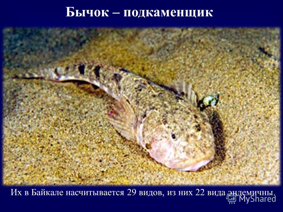 Их в Байкале насчитывается 29 видов, из них 22 вида эндемичны. Бычок – подкаменщик