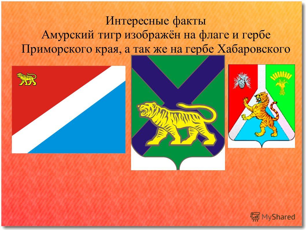 Интересные факты Амурский тигр изображён на флаге и гербе Приморского края, а так же на гербе Хабаровского края.