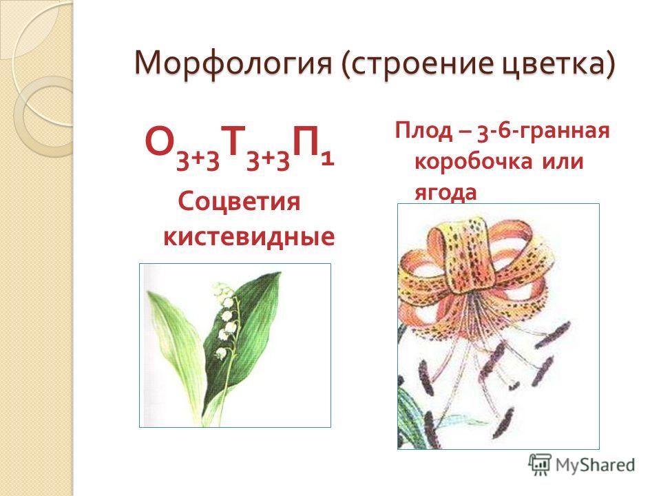 Морфология ( строение цветка ) О 3+3 Т 3+3 П 1 Соцветия кистевидные Плод – 3-6- гранная коробочка или ягода