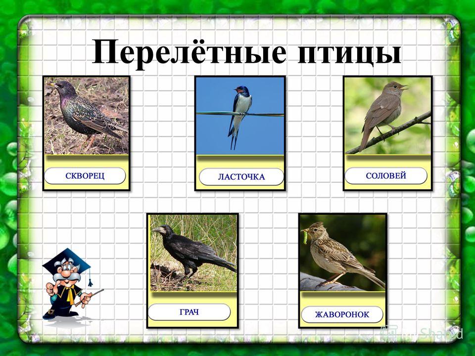 Аппликация на тему перелётная птица или нет Аппликация на тему перелётная птица или нет