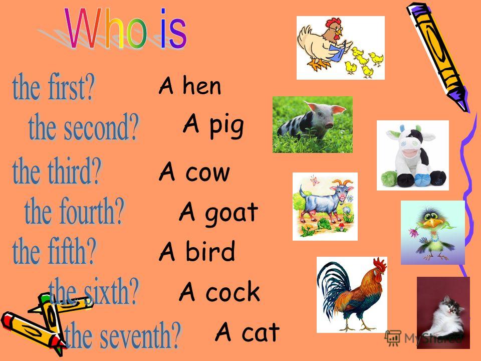 A hen A pig A cow A goat A bird A cock A cat