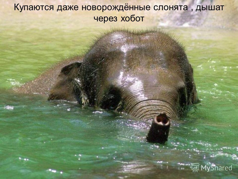 Слоны набирают хоботом воду из водоёма,а затем поливают себя, как из шланга.