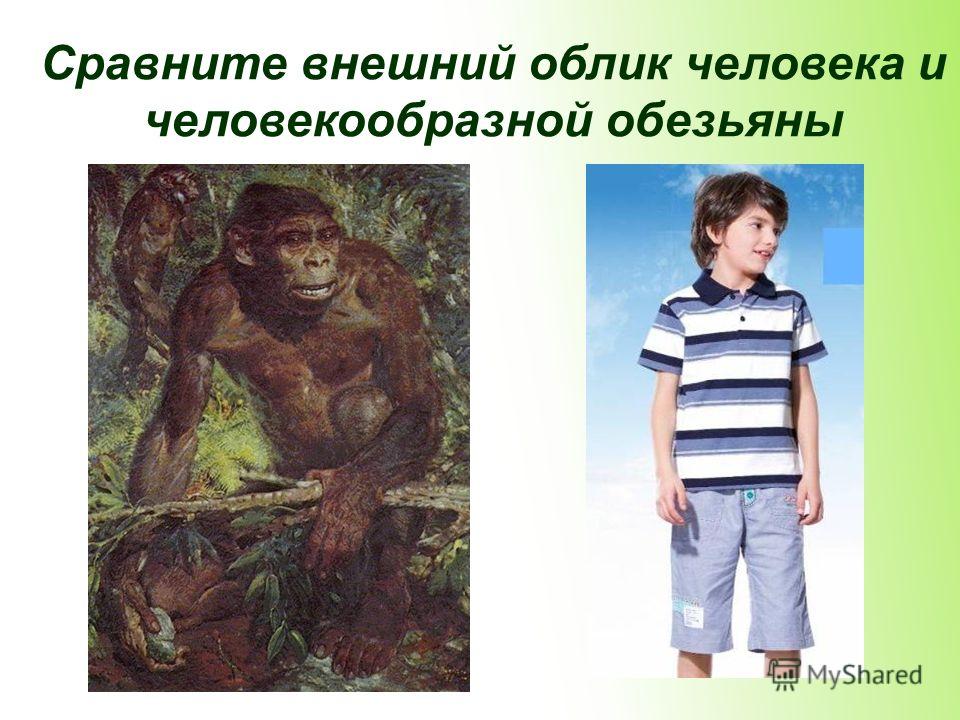 Сравните внешний облик человека и человекообразной обезьяны