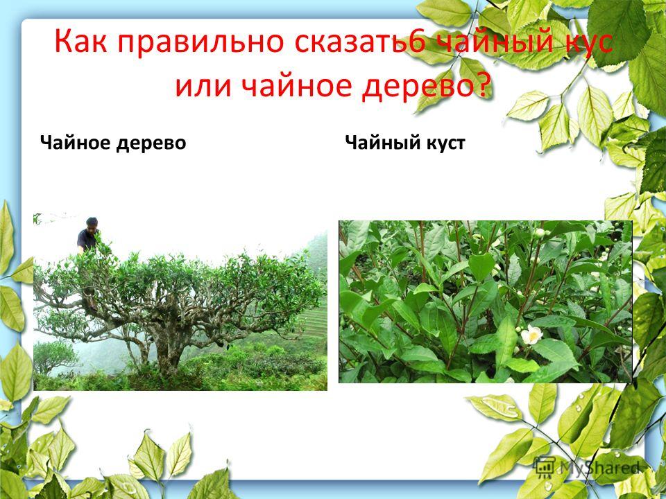 чайное дерево запаха изо рта чайное дерево запаха изо рта