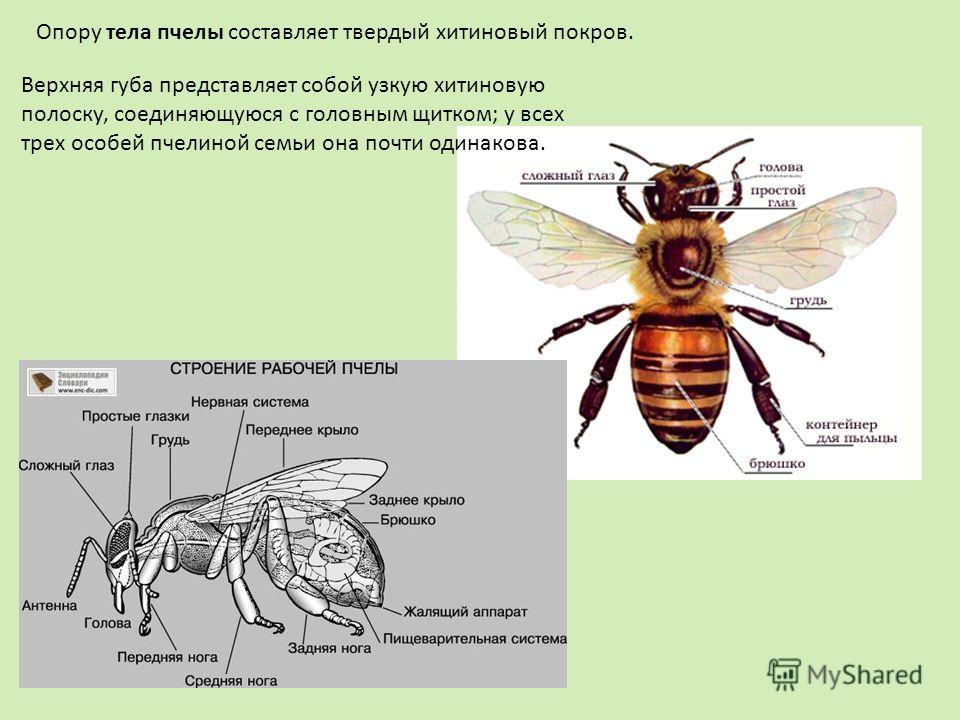 Опору тела пчелы составляет твердый хитиновый покров. Верхняя губа представляет собой узкую хитиновую полоску, соединяющуюся с головным щитком; у всех трех особей пчелиной семьи она почти одинакова.