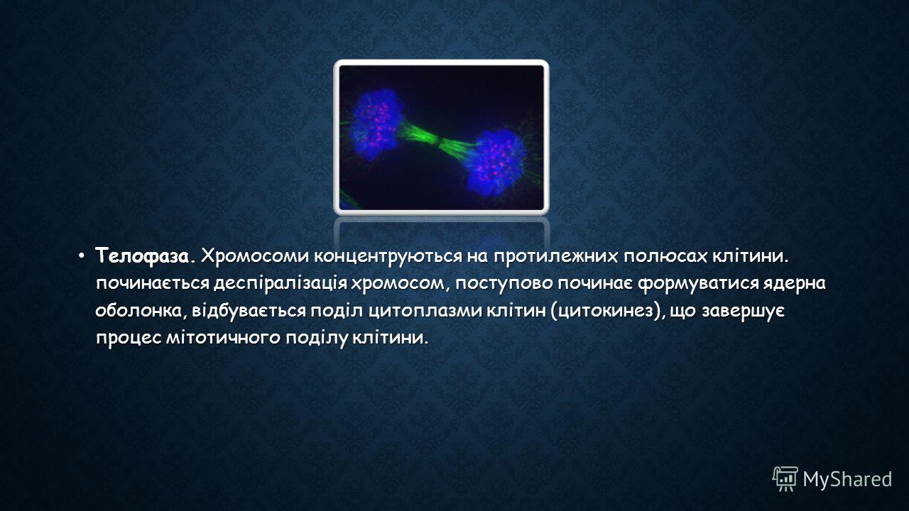 Телофаза. Хромосоми концентруються на протилежних полюсах клітини. починається деспіралізація хромосом, поступово починає формуватися ядерна оболонка, відбувається поділ цитоплазми клітин (цитокинез), що завершує процес мітотичного поділу клітини. Те