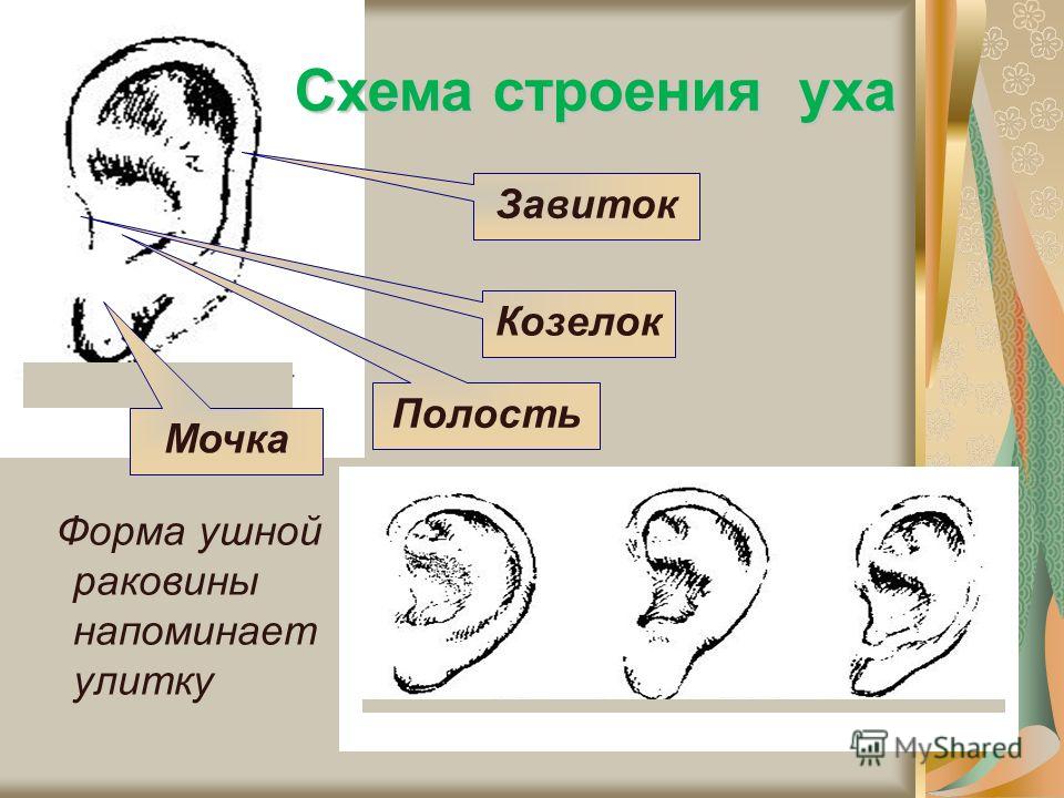 Схема строения уха Форма ушной раковины напоминает улитку Мочка Полость Козелок Завиток