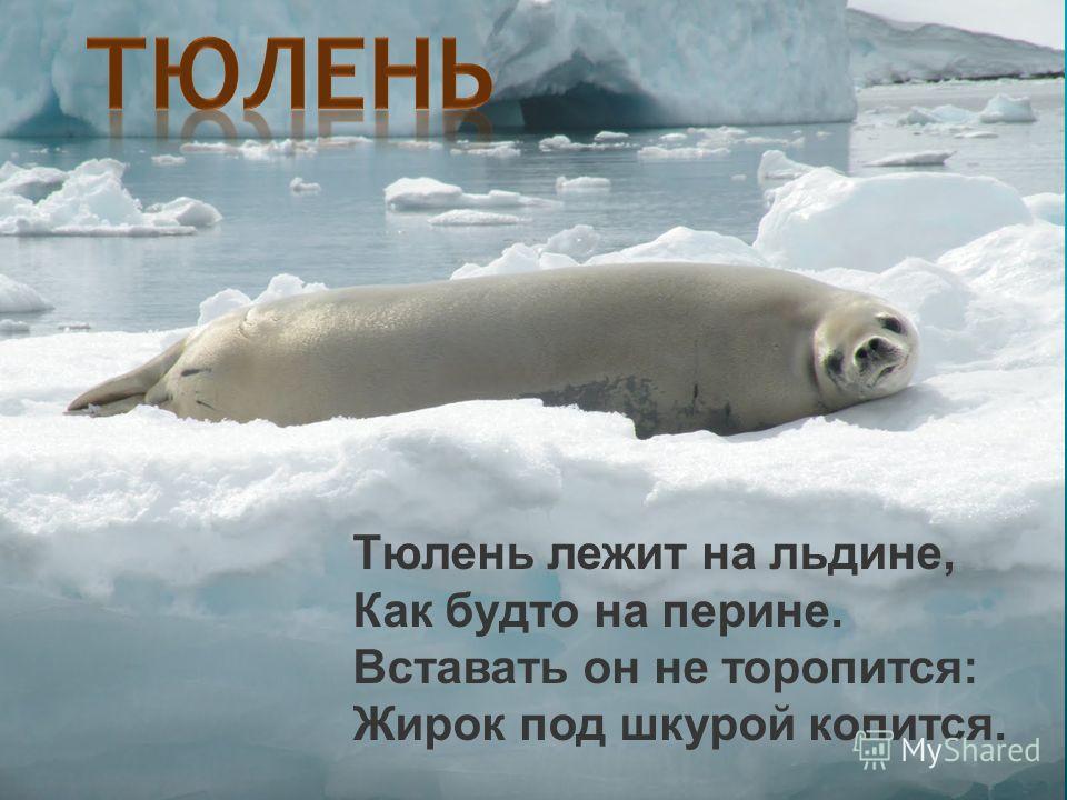 Морские котики стих Морские котики стих