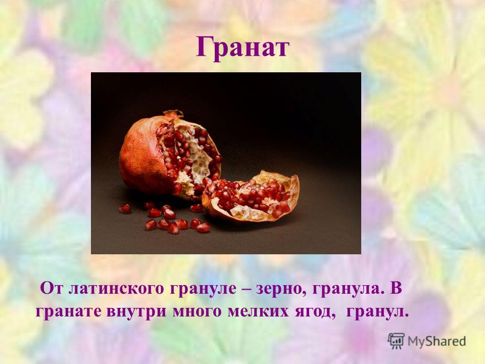 Гранат От латинского грануле – зерно, гранула. В гранате внутри много мелких ягод, гранул.