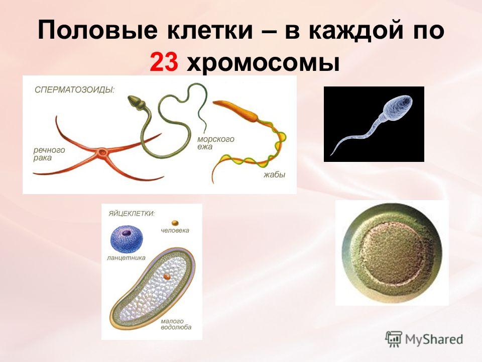 Половые клетки – в каждой по 23 хромосомы
