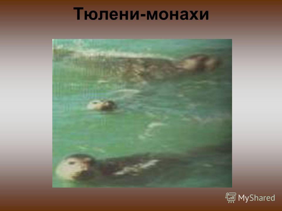 Тюлени-монахи
