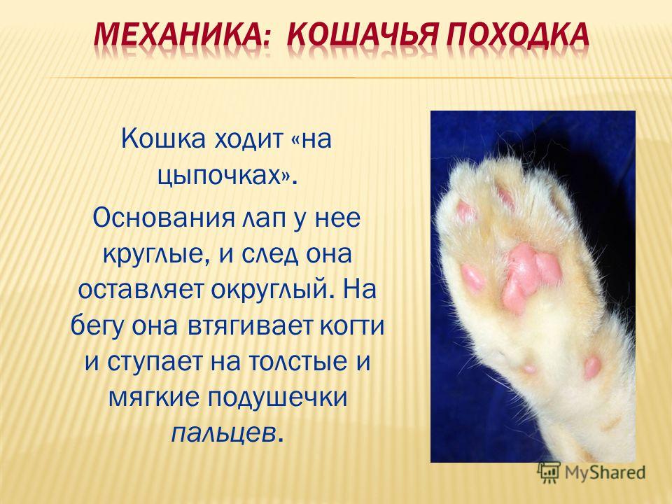 Египетские знаки - Символы и знаки древнего Египта Дресс-код клубных мероприятий