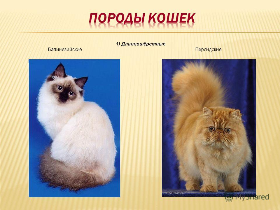 Виды массажа лица и их особенности oblacco Бренды джинсов! Топ-8 самых лучших марок джинсовой одежды