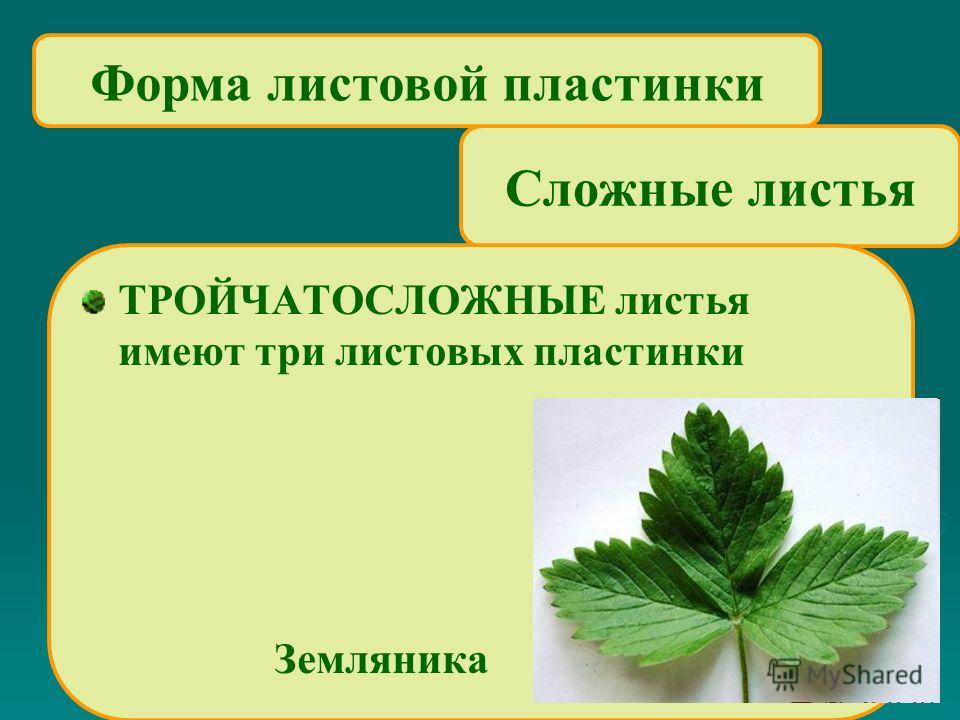 Сложные листья ТРОЙЧАТОСЛОЖНЫЕ листья имеют три листовых пластинки Земляника Форма листовой пластинки