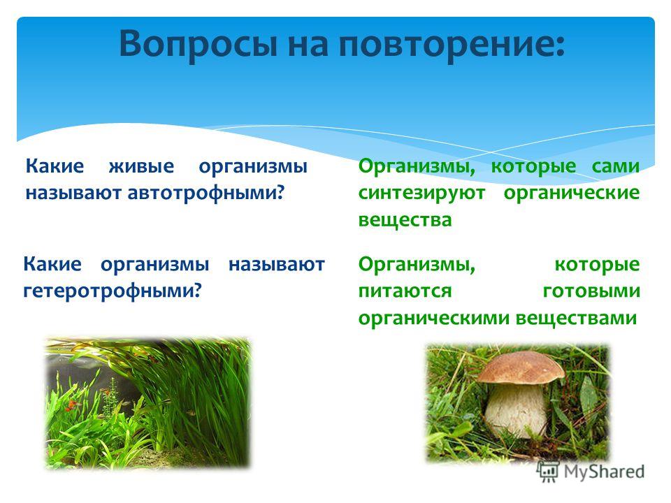 какие организмы называются паразитами какие организмы называются паразитами