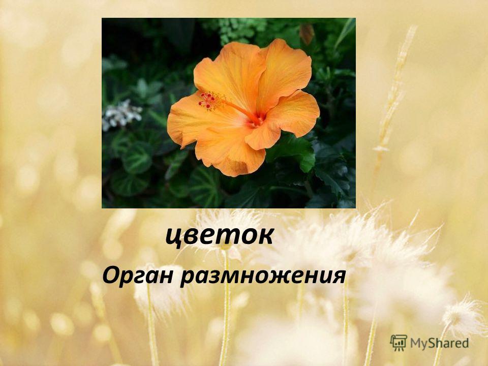 цветок Орган размножения