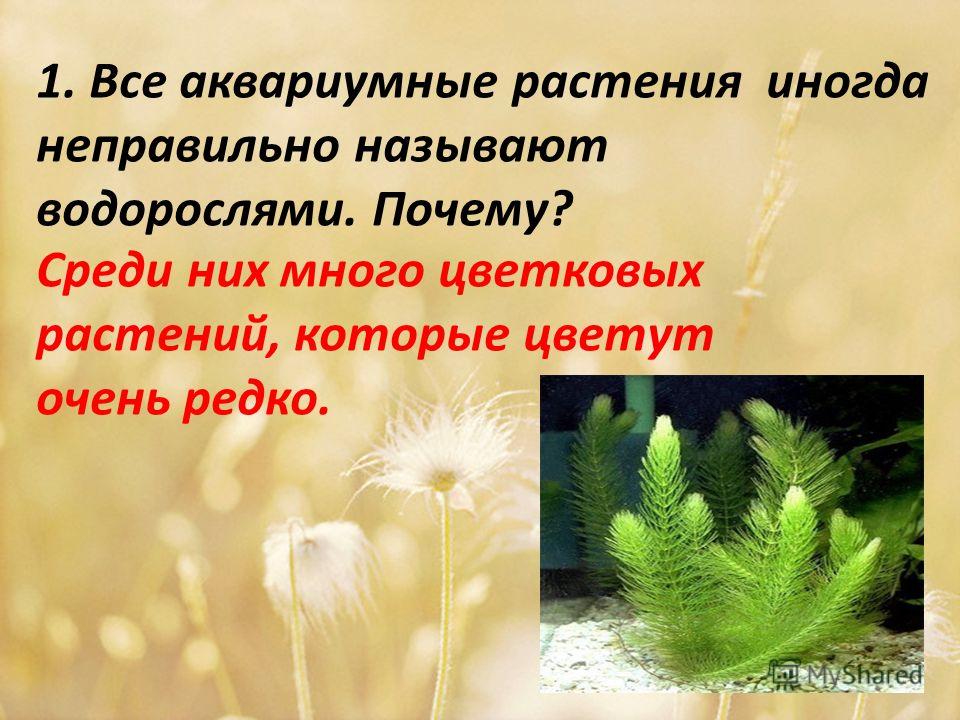 1. Все аквариумные растения иногда неправильно называют водорослями. Почему? Среди них много цветковых растений, которые цветут очень редко.