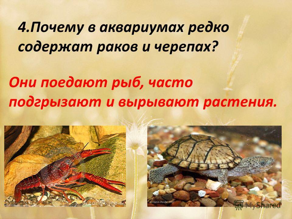 4.Почему в аквариумах редко содержат раков и черепах? Они поедают рыб, часто подгрызают и вырывают растения.